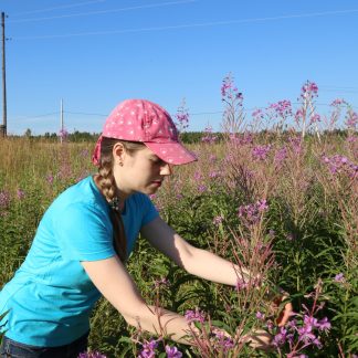 Villiyrttien poimijakorttikoulutus 7.6.2025 klo 10.00–17.00 (9400-02)