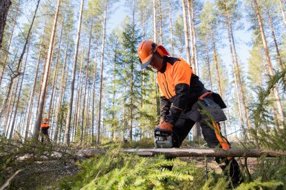 Kuvassa metsuri sahaa moottorisahalla puuta metsässä